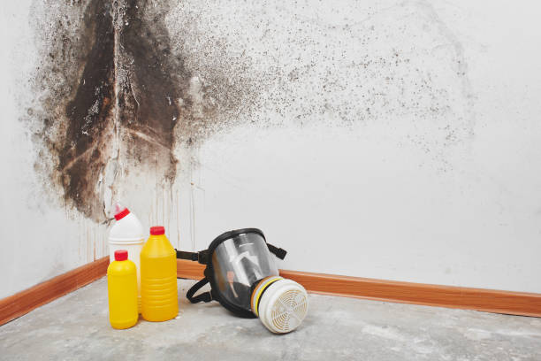 Trusted Graysville, AL Mold Removal Experts