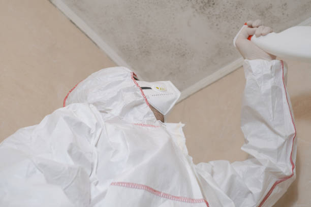 Mold Removal and Inspection in Graysville, AL