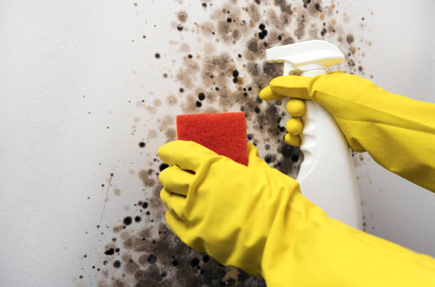 Best Mold Damage Repair  in Graysville, AL