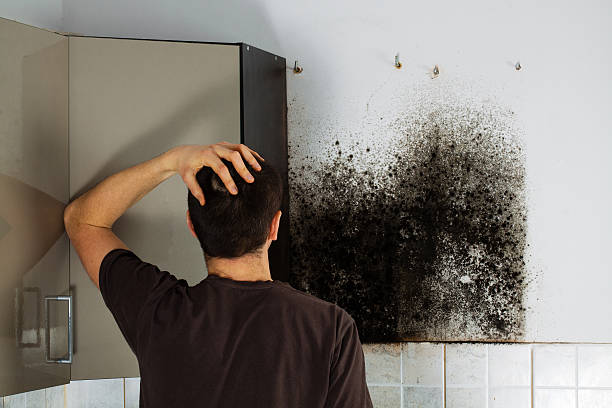 Best Toxic Mold Removal  in Graysville, AL