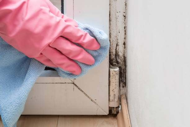 Best Attic Mold Removal  in Graysville, AL