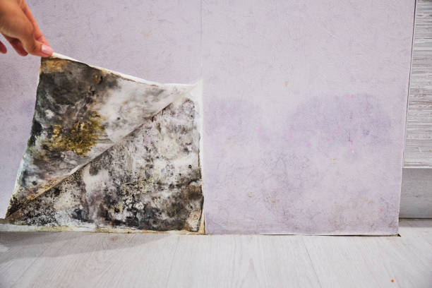 Best Office Mold Removal Services  in Graysville, AL